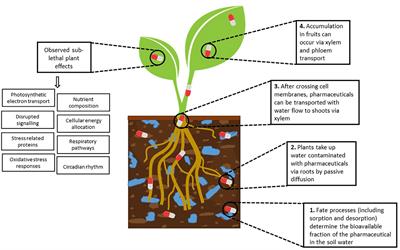 Insights into mode of action mediated responses following pharmaceutical uptake and accumulation in plants